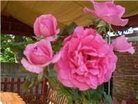 49d1e6f5-Picture 139.jpg
